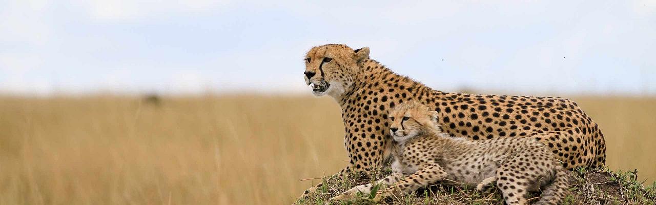 Cheetah, Tanzania, Tanzania Wildlife Safari, Naturalist Journeys
