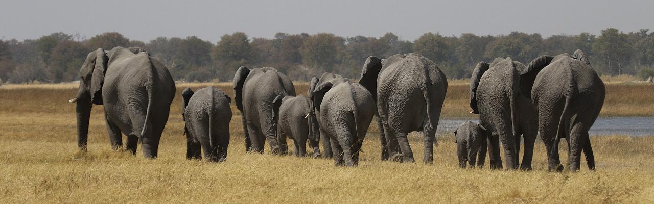 Heard of elephants, Botswana, wildlife safari, Naturalist Journeys