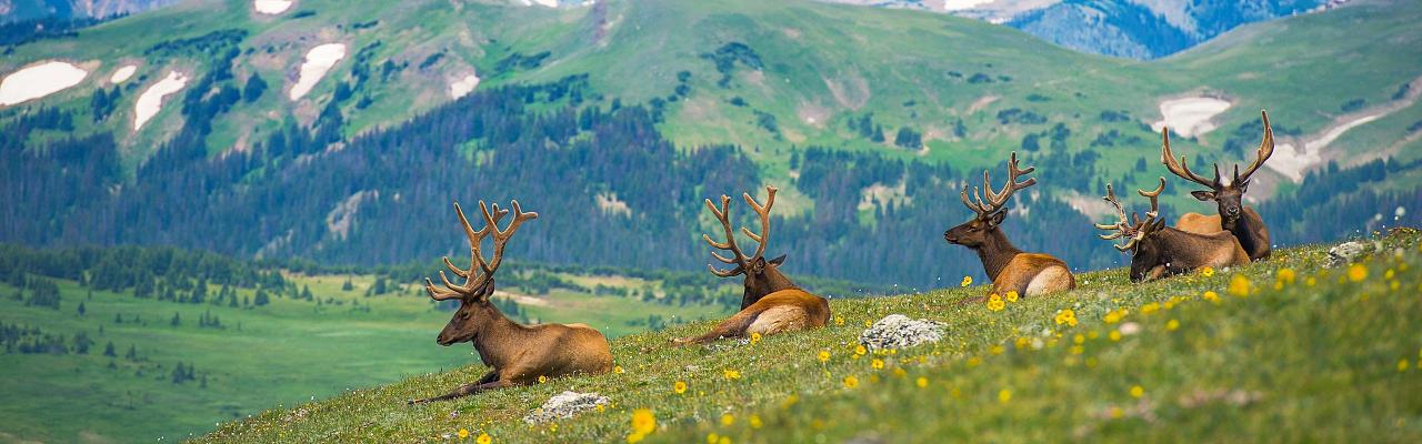 Colorado, Colorado Wildlife Tour, Guided Nature Tour, Rock Mountains, Birdwatching, Naturalist Journeys
