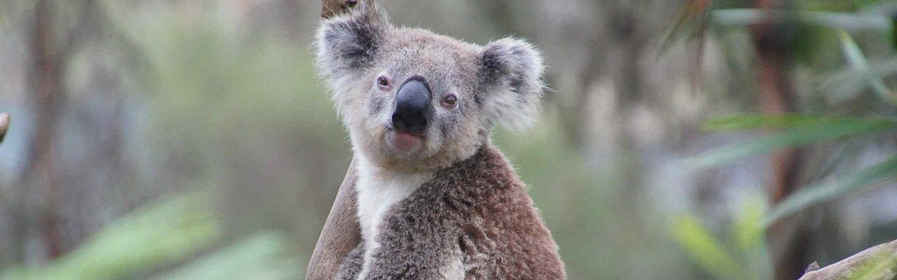 Koala, Australian Nature Tour, Naturalist Journeys, Australia, Australia Nature Tour, Australia Birding Tour, Naturalist Journeys 