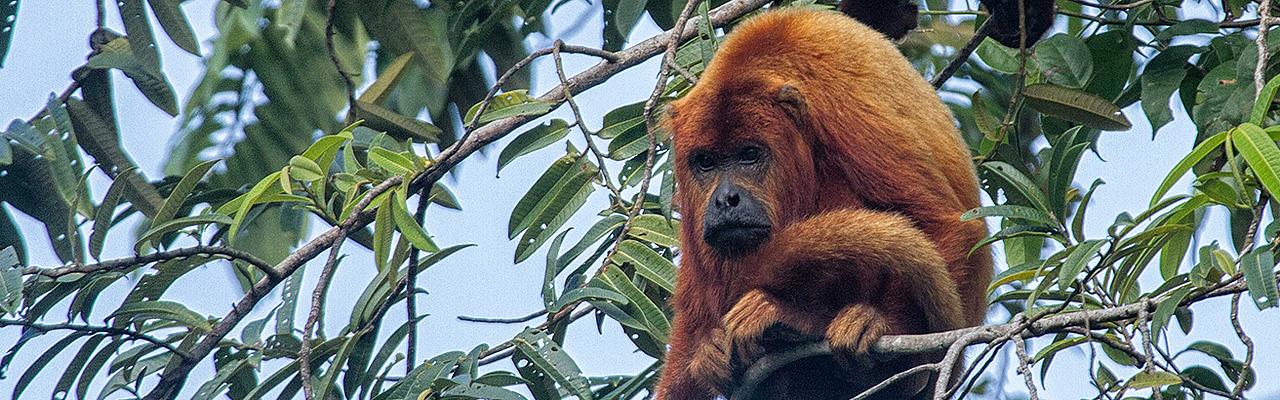 Red Howler Monkey, Guyana, Guyana Nature Tour, Guyana Birding Tour, Guyana Wildlife Tour; Naturalist Journeys