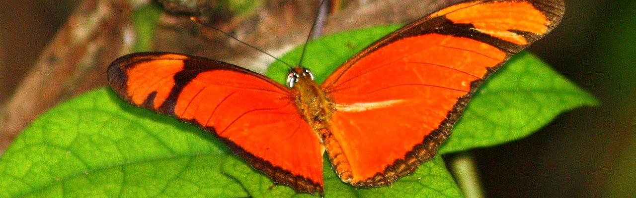 Julia Butterfly, Dany13 via Wikimedia Commons; South Texas Birding and Butterflies, Rio Grande Birding Festival, Texas Butterfly Festival, Naturalist Journeys, Guided Nature Tours