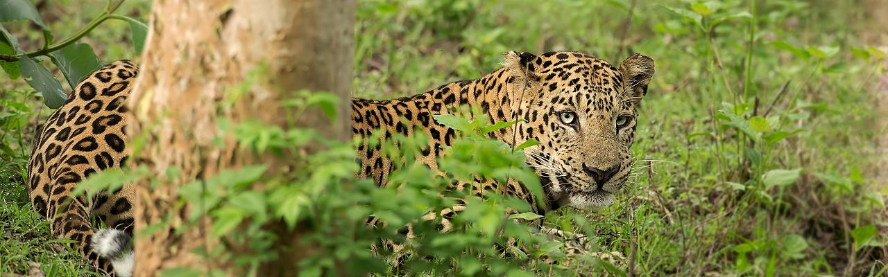 Leopard, Rajiv Gandhi via Creative Commons, India Birding, Nature and Wildlife Tour by Naturalist Journeys, Big Cats and Breathtaking Birds of India