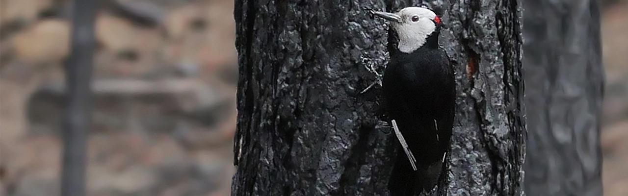 White-headed Woodpecker, Steve Shunk, Oregon's Woodpecker Wonderland, Birding and Nature Tour, Wildflowers of Oregon, Woodpecker Guided Tour