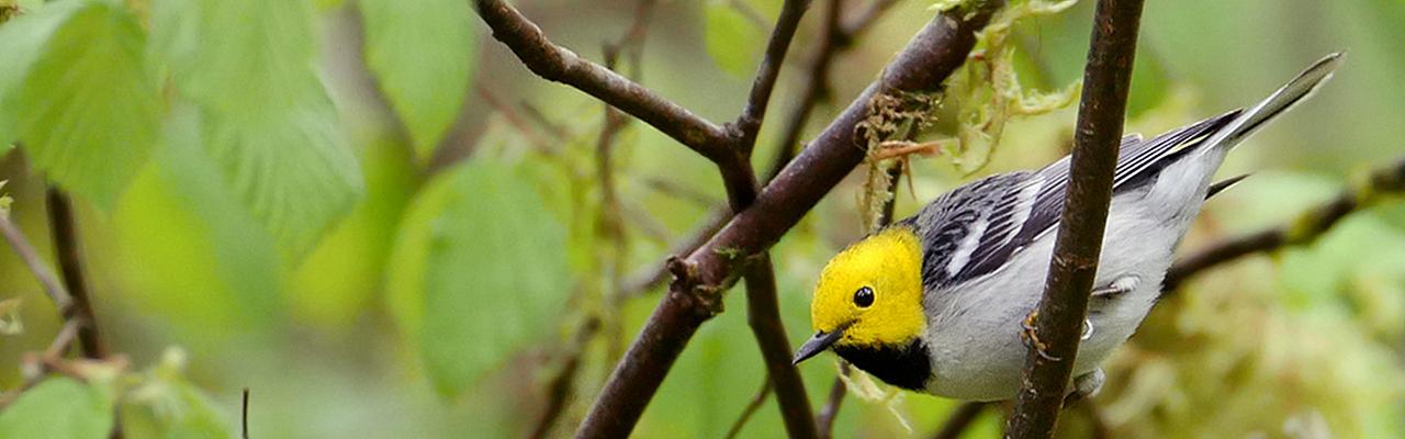 Hermit Warbler, Steve Shunk, Oregon's Woodpecker Wonderland, Birding and Nature Tour, Wildflowers of Oregon, Woodpecker Guided Tour