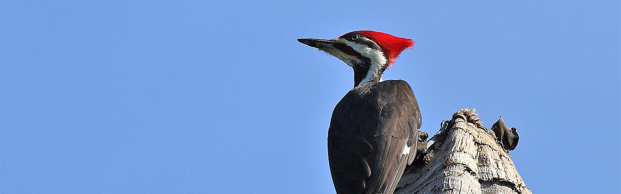 Pileated Woodpecker, Carlos Sanchez, Oregon's Woodpecker Wonderland, Birding and Nature Tour, Wildflowers of Oregon, Woodpecker Guided Tour