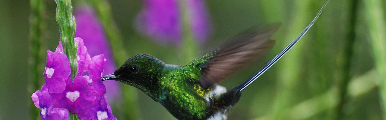 Green Thorntail, Costa Rica, Costa Rica Birding Tour, Costa Rica Nature Tour, Winter Costa Rica Tour, Naturalist Journeys