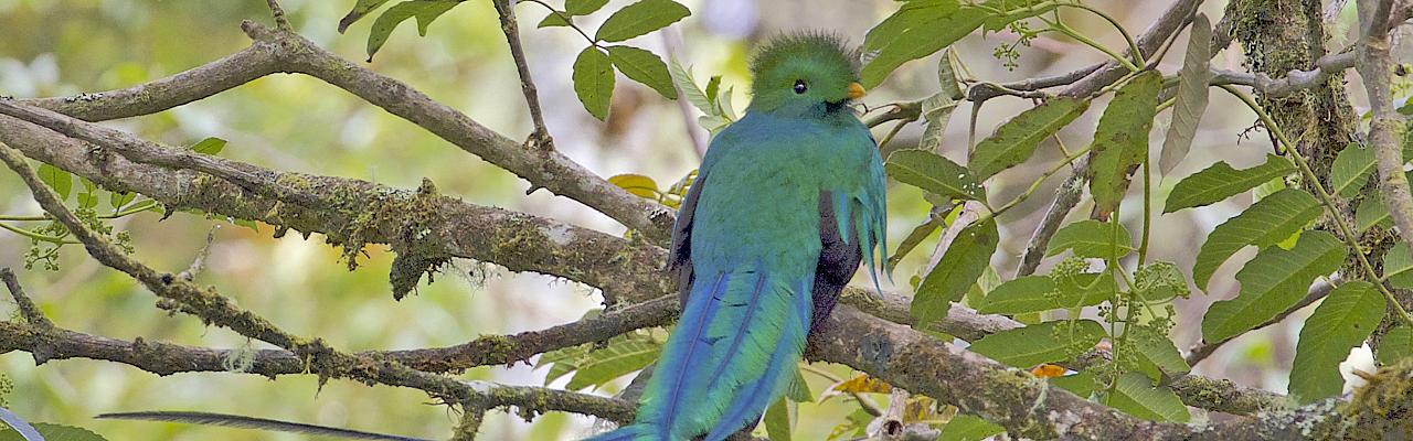 Resplendent Quetzal, Costa Rica, Costa Rica Birding Tour, Costa Rica Nature Tour, Winter Costa Rica Tour, Naturalist Journeys