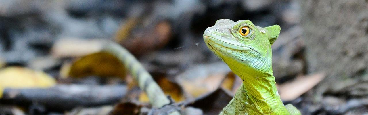 Lizard, Costa Rica, Costa Rica Birding Tour, Costa Rica Nature Tour, Winter Costa Rica Tour, Naturalist Journeys