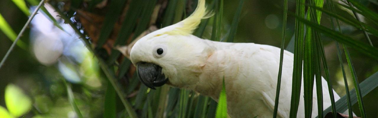 Sulphur-crested Cockatoo, Australia, Australia Nature Tour, Australia Wildlife Tour, Australia Birding Tour, Naturalist Journeys