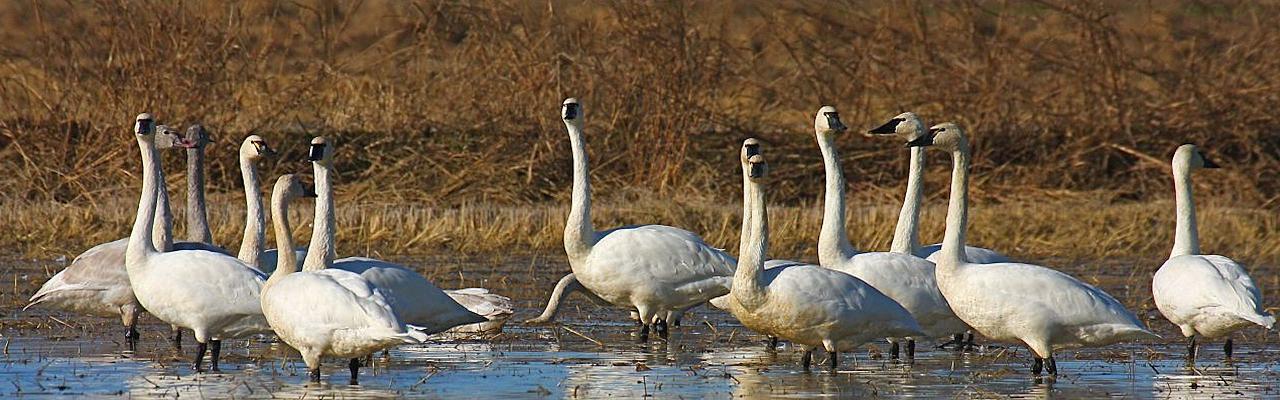 Tundra Swan, Birding California, Birding the United States, California Birds, Naturalist Journeys, Wildlife Tour, Wildlife Photography, Ecotourism, Specialty Birds, Endemic Birds, Birding Hotspot, Wine Country, California Central Valley