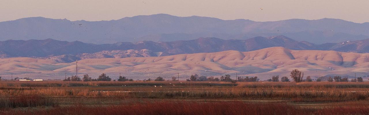 Birding California, Birding the United States, California Birds, Naturalist Journeys, Wildlife Tour, Wildlife Photography, Ecotourism, Specialty Birds, Endemic Birds, Birding Hotspot, Wine Country, California Central Valley