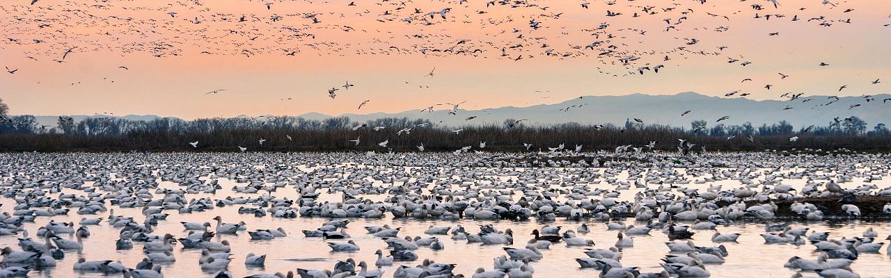 Birding California, Birding the United States, California Birds, Naturalist Journeys, Wildlife Tour, Wildlife Photography, Ecotourism, Specialty Birds, Endemic Birds, Birding Hotspot, Wine Country, California Central Valley