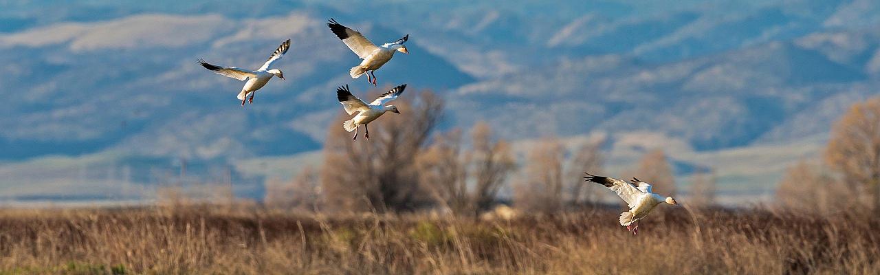 Birding California, Birding the United States, California Birds, Naturalist Journeys, Wildlife Tour, Wildlife Photography, Ecotourism, Specialty Birds, Endemic Birds, Birding Hotspot, Wine Country, California Central Valley