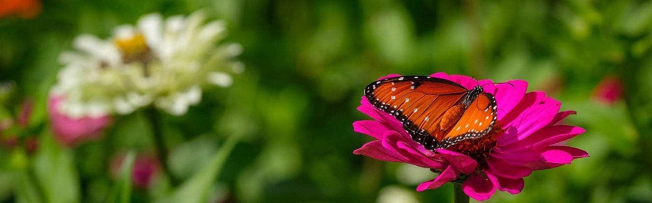 Birding Texas Hill Country, Bird watching Texas, United States, North American birds, Naturalist Journeys, Wildlife Tour, Wildlife Photography, Ecotourism, Specialty Birds, Endemic Birds, Birding Hotspot, Total Solar Eclipse