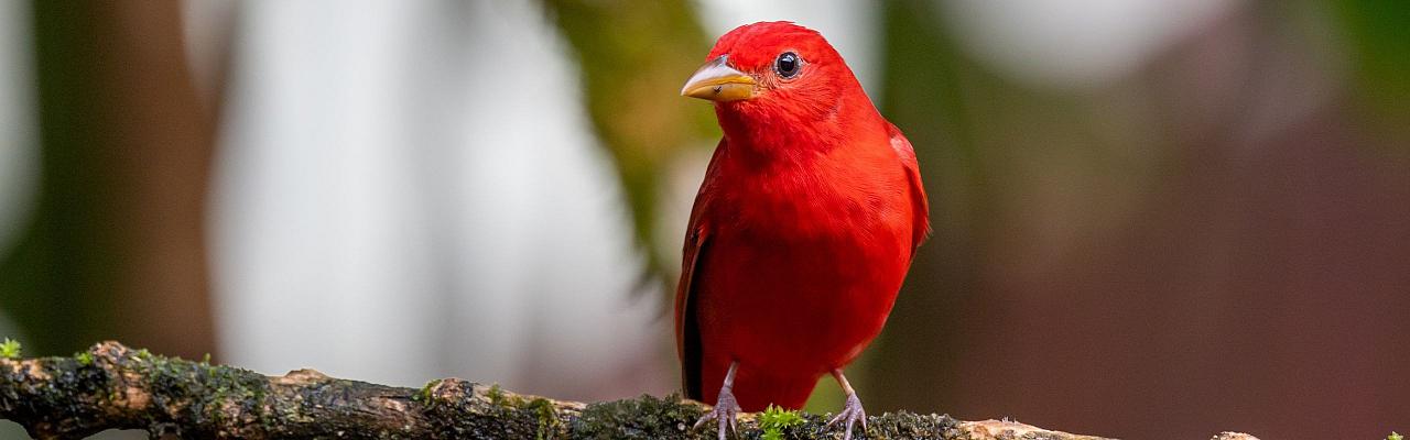 Summer Tanager, Birding Texas Hill Country, Bird watching Texas, United States, North American birds, Naturalist Journeys, Wildlife Tour, Wildlife Photography, Ecotourism, Specialty Birds, Endemic Birds, Birding Hotspot, Total Solar Eclipse