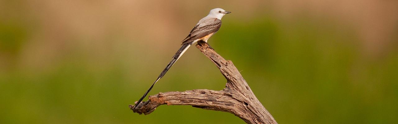 Scissor-tailed Flycatcher, Birding Texas Hill Country, Bird watching Texas, United States, North American birds, Naturalist Journeys, Wildlife Tour, Wildlife Photography, Ecotourism, Specialty Birds, Endemic Birds, Birding Hotspot, Total Solar Eclipse