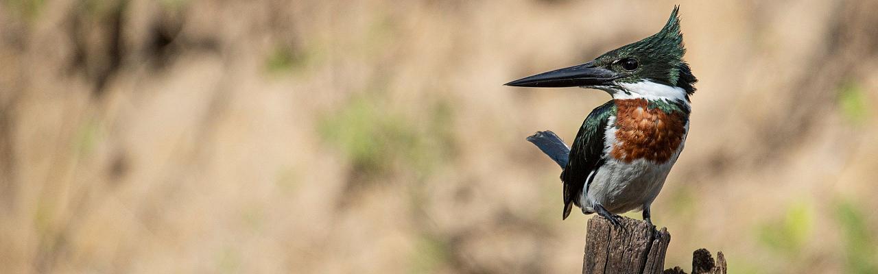 Green Kingfisher, Birding Texas Hill Country, Bird watching Texas, United States, North American birds, Naturalist Journeys, Wildlife Tour, Wildlife Photography, Ecotourism, Specialty Birds, Endemic Birds, Birding Hotspot, Total Solar Eclipse