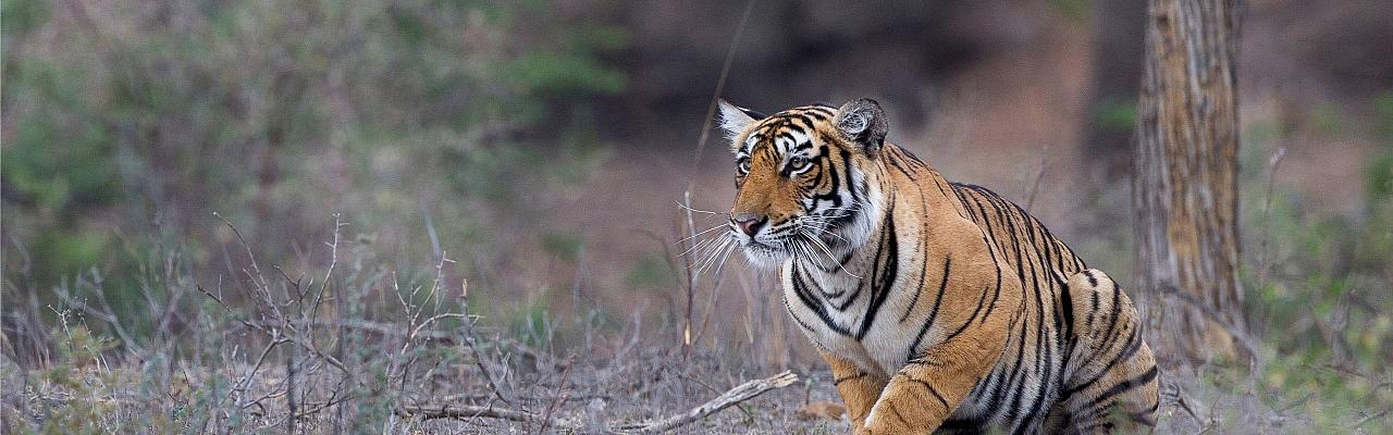 Reliable weight data for wild tigers are difficult to find