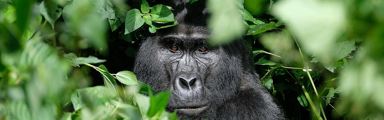 Gorilla, Birding Uganda, Bird Watching Uganda, Uganda, African Birds, Naturalist Journeys, Wildlife Tour, Wildlife Photography, Ecotourism, Specialty Birds, Endemic Birds, Birding Hotspot, Gorilla Trek, Queen Elizabeth National Park 