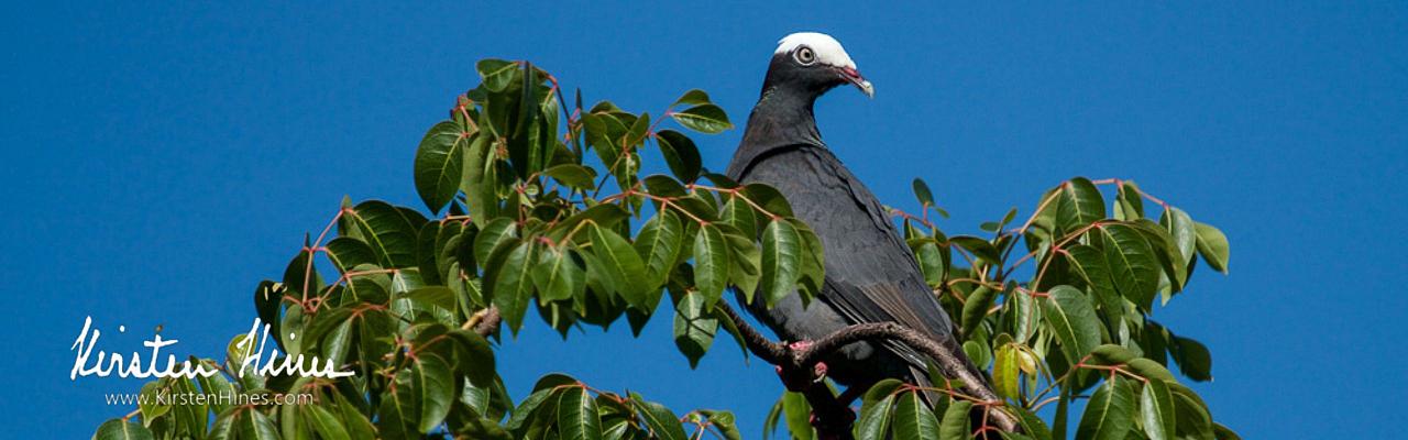 White-crowned Pigeon, Birding Florida, Bird Watching Florida, United States, North American Birds, Naturalist Journeys, Wildlife Tour, Wildlife Photography, Ecotourism, Specialty Birds, Endemic Birds, Birding Hotspot, American Alligator, Florida Everglades National Park