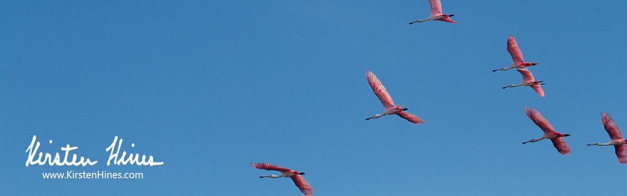 Roseate Spoonbills, Birding Florida, Bird Watching Florida, United States, North American Birds, Naturalist Journeys, Wildlife Tour, Wildlife Photography, Ecotourism, Specialty Birds, Endemic Birds, Birding Hotspot, American Alligator, Florida Everglades National Park