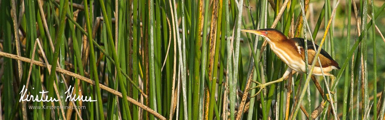 Least Bittern, Birding Florida, Bird Watching Florida, United States, North American Birds, Naturalist Journeys, Wildlife Tour, Wildlife Photography, Ecotourism, Specialty Birds, Endemic Birds, Birding Hotspot, American Alligator, Florida Everglades National Park