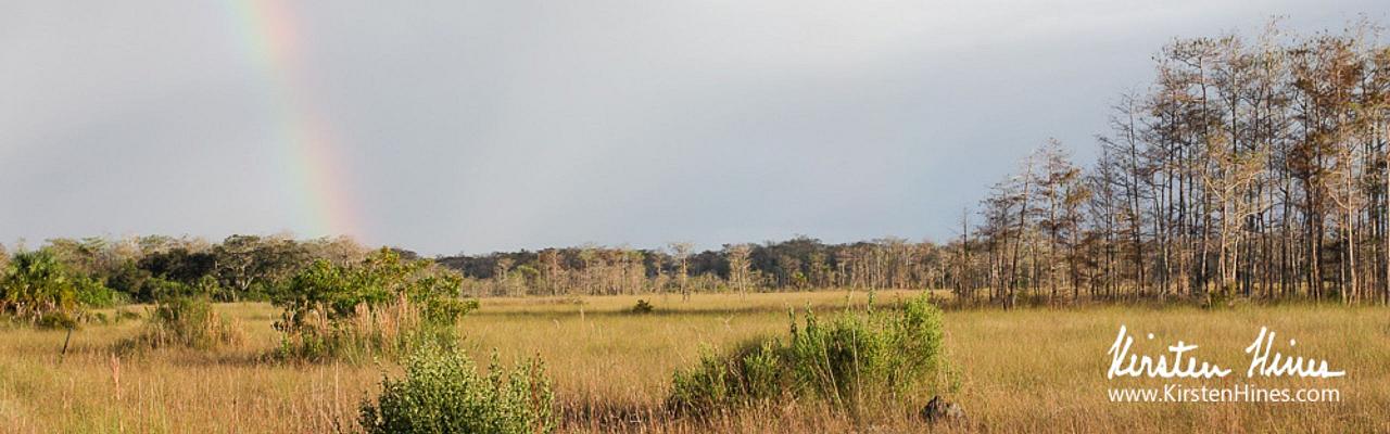 Birding Florida, Bird Watching Florida, United States, North American Birds, Naturalist Journeys, Wildlife Tour, Wildlife Photography, Ecotourism, Specialty Birds, Endemic Birds, Birding Hotspot, American Alligator, Florida Everglades National Park