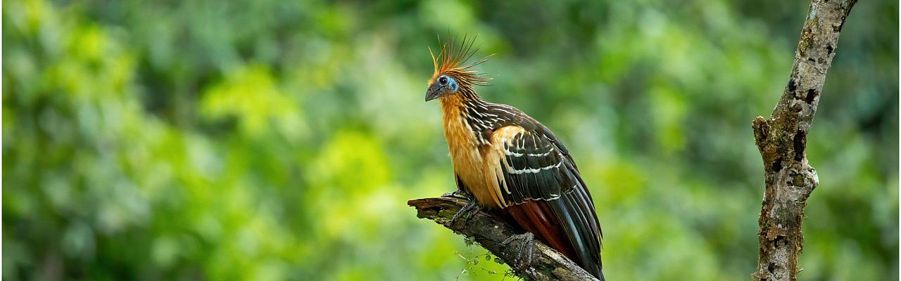 Hoatzin, Birding Ecuador, Bird watching Ecuador, Ecuador, South American Birds, Naturalist Journeys, Wildlife Tour, Wildlife Photography, Ecotourism, Specialty Birds, Endemic Birds, Birding Hotspot