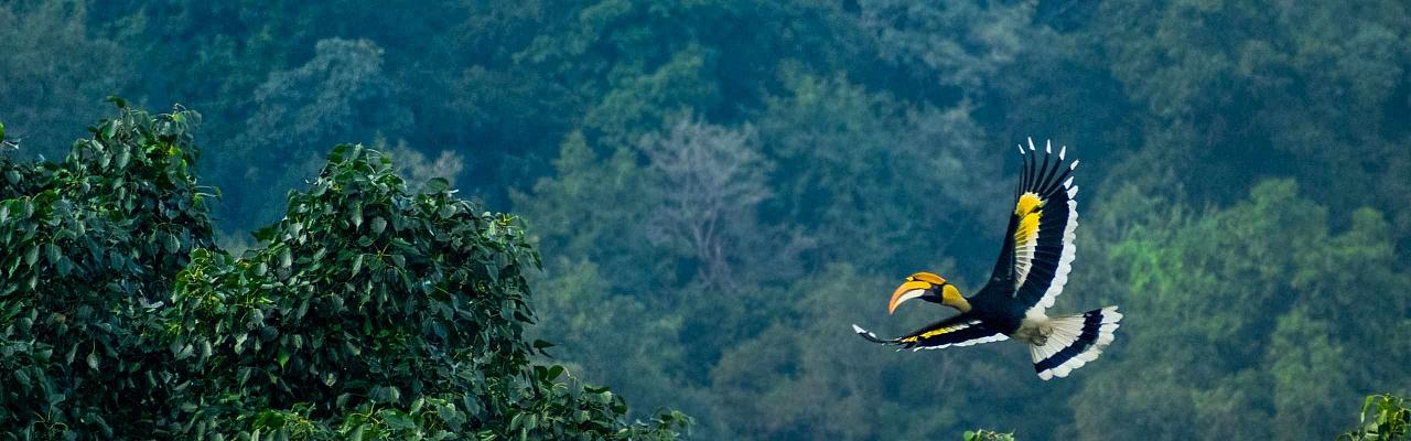 Thailand, Thailand wildlife tour, Great Hornbill, birdwatching, Naturalist Journeys