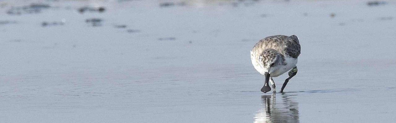 Spoon-billed Sandpiper, Thailand, Asian Wildlife Tour, Birdwatching, Wildlife Tour, Naturalist Journeys