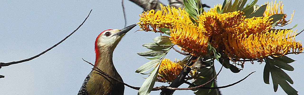Jamaican Woodpecker, Jamaica Birding Tour, Jamaica Nature Tour, Birdwatching in Jamaica, Naturalist Journeys