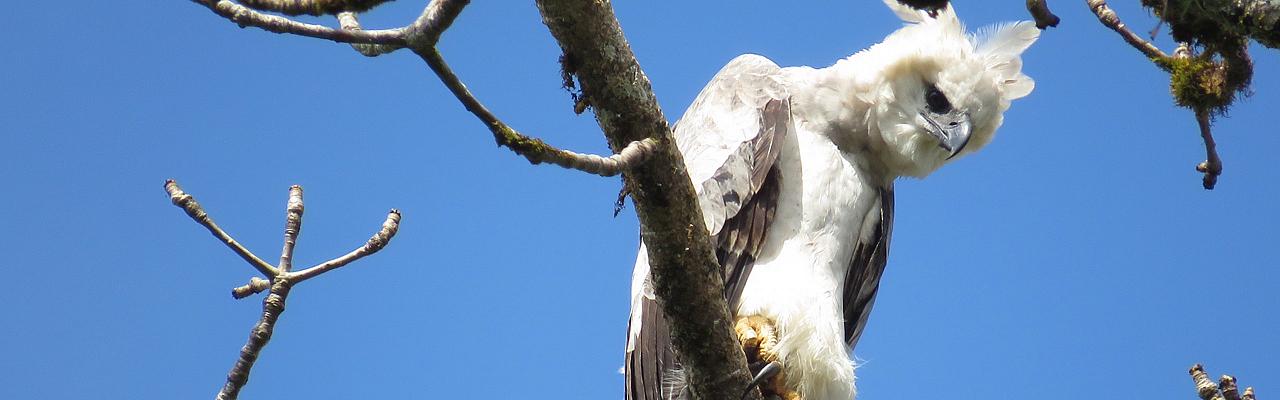 Juvenile Harpy Eagle, Panama, Panama Birding Tour, Panama Nature Tour, Panama Wildlife Tour, Naturalist Journeys