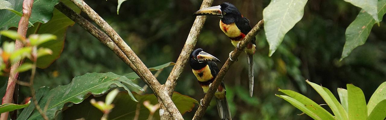 Collared Aracari, Panama Intro to Biodiversity Birding and Nature Tour, Panama Canal, Panama National Parks, snakes, butterflies, insects Naturalist Journeys guided nature tour