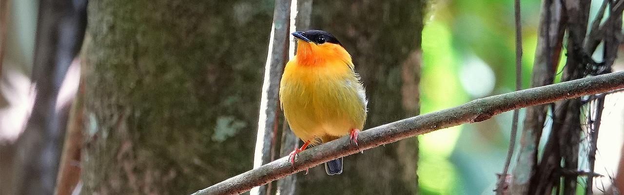 Orange-collared Manakin, Panama Intro to Biodiversity Birding and Nature Tour, Panama Canal, Panama National Parks, snakes, butterflies, insects Naturalist Journeys guided nature tour