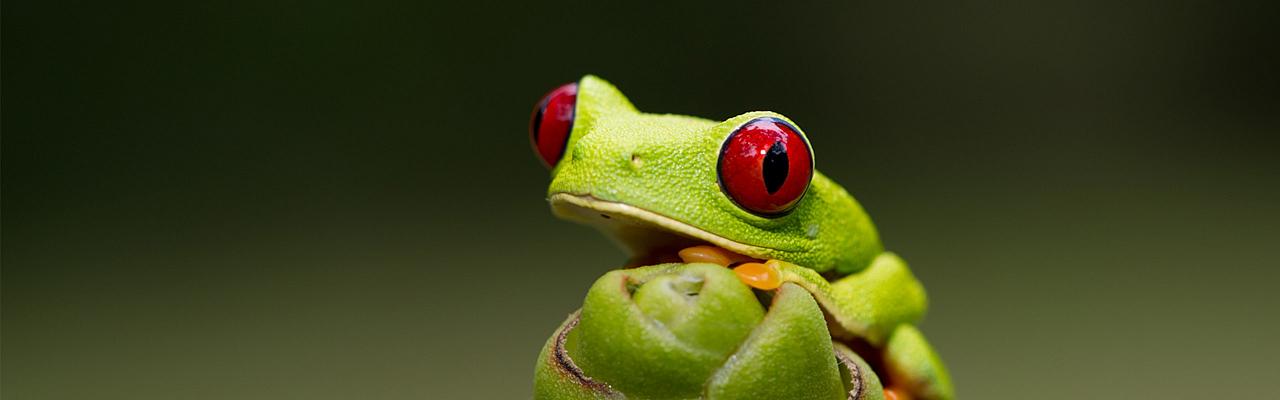 Red-eyed Tree Frog, Panama Intro to Biodiversity Birding and Nature Tour, Panama Canal, Panama National Parks, snakes, butterflies, insects Naturalist Journeys guided nature tour