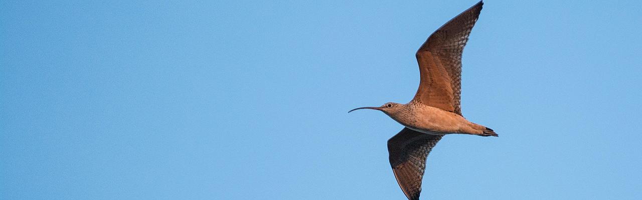 Great Basin National Park, Birding Nevada, Bird Watching Nevada, United States, North American Birds, Naturalist Journeys, Wildlife Tour, Wildlife Photography, Ecotourism, Specialty Birds