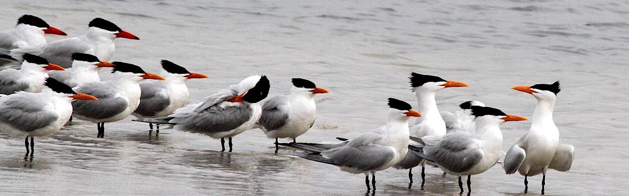 Terns, Alabama Birding Tour, Alabama Nature Tour, Dauphin Island Birding Tour, Dauphin Island Nature Tour, Fall Migration Tour, Naturalist Journeys