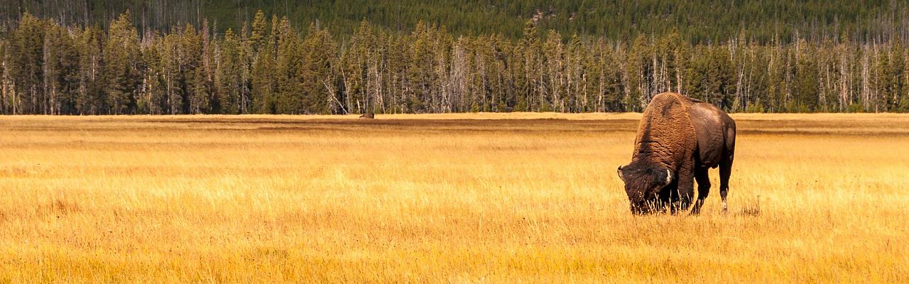 Yellowstone National Park, Birding Yellowstone, Bird Watching, United States, North American Birds, Naturalist Journeys, Wildlife Tour, Wildlife Photography, Ecotourism, Specialty Birds, Endemic Birds, Birding Hotspot