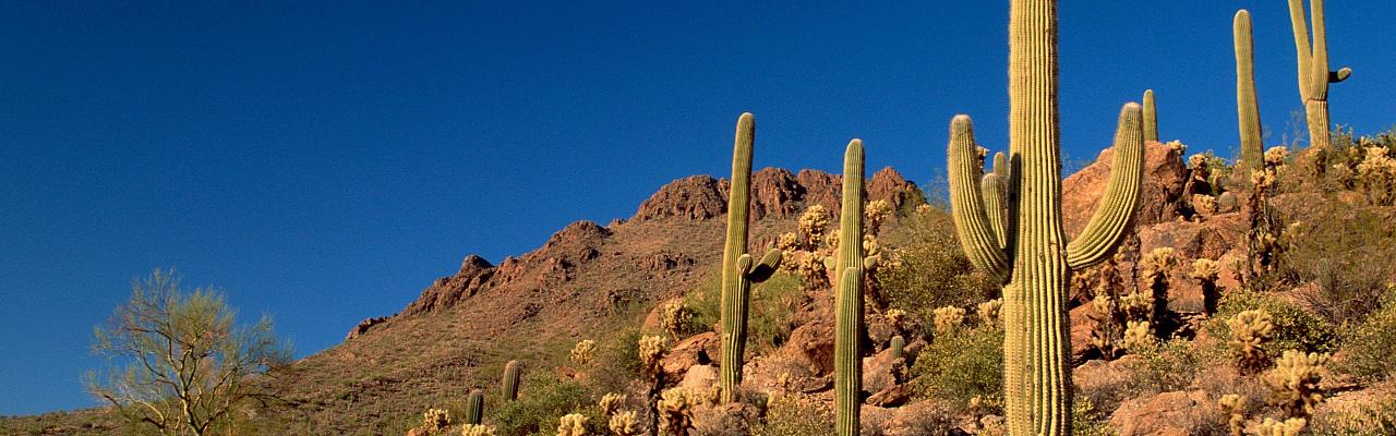 Arizona Birding, Arizona Bird Watching, United States, North American Birds, Naturalist Journeys, Wildlife Tour, Wildlife Photography, Ecotourism, Specialty Birds, Endemic Birds, Birding Hotspot, Sonoran Desert, Tucson
