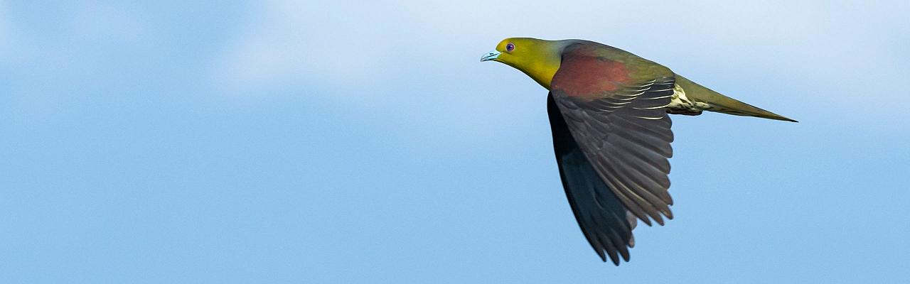 White-bellied Green-pigeon, Taiwan Birding, Taiwan, Birds of Asia, Naturalist Journeys, Wildlife Tour, Wildlife Photography, Ecotourism, Specialty Birds, Endemic Birds, Birding Hotspot