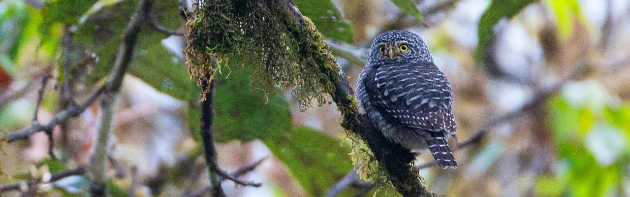 Collared Owlet, Taiwan Birding, Taiwan, Birds of Asia, Naturalist Journeys, Wildlife Tour, Wildlife Photography, Ecotourism, Specialty Birds, Endemic Birds, Birding Hotspot