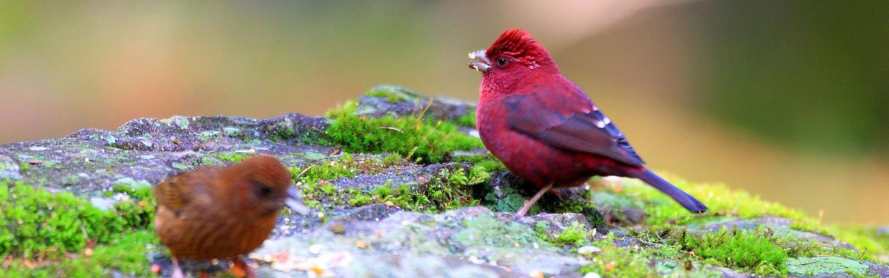 Taiwan Rosefinch, Taiwan Birding, Taiwan, Birds of Asia, Naturalist Journeys, Wildlife Tour, Wildlife Photography, Ecotourism, Specialty Birds, Endemic Birds, Birding Hotspot