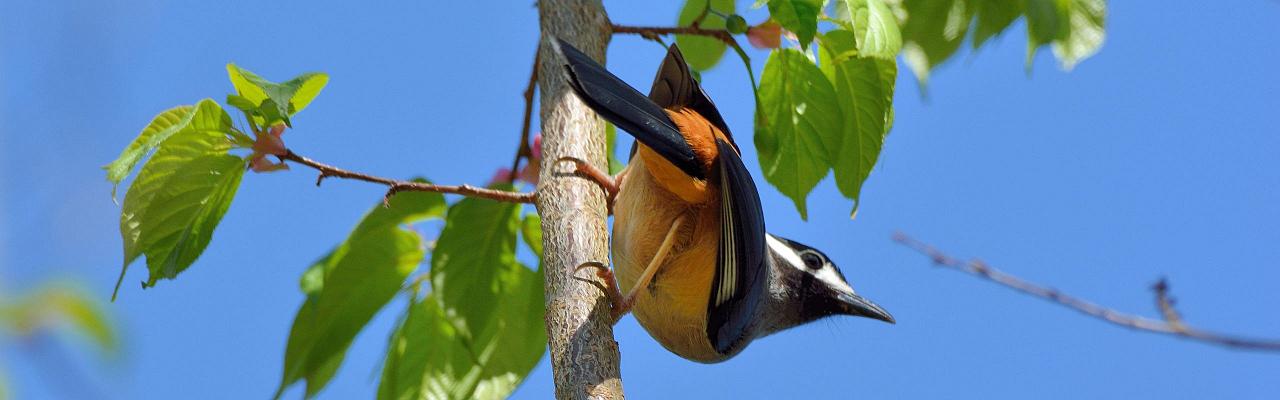 White-eared Sibia, Taiwan Birding, Taiwan, Birds of Asia, Naturalist Journeys, Wildlife Tour, Wildlife Photography, Ecotourism, Specialty Birds, Endemic Birds, Birding Hotspot