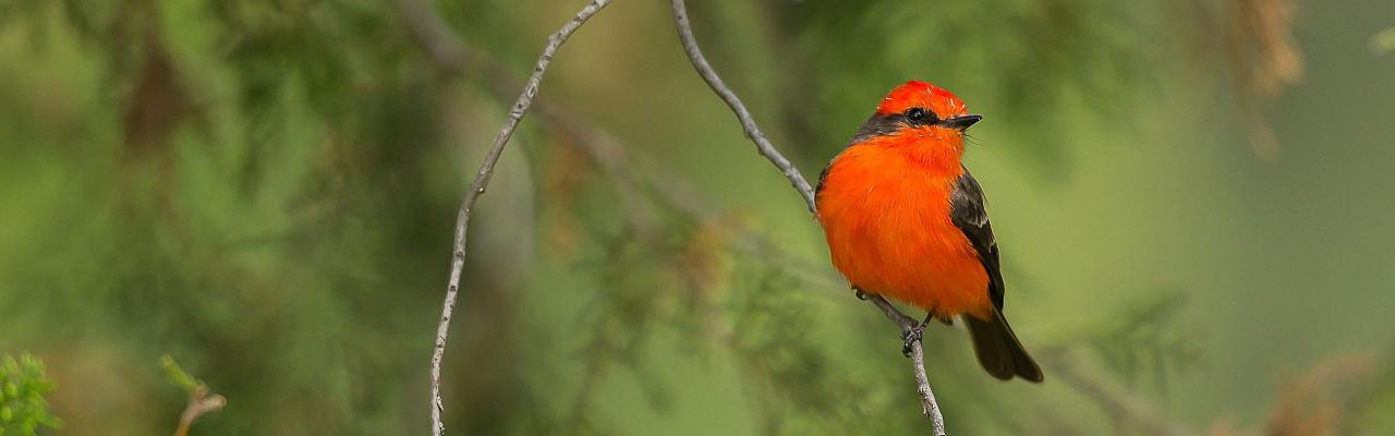 Vermillion Flycatcher, Big Bend National Park, Birding Big Bend, Bird Watching, United States, North American Birds, Naturalist Journeys, Wildlife Tour, Wildlife Photography, Ecotourism, Specialty Birds, Endemic Birds, Birding Hotspot