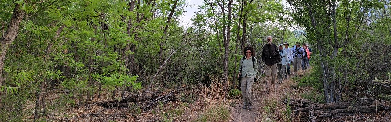 Big Bend National Park, Birding Big Bend, Bird Watching, United States, North American Birds, Naturalist Journeys, Wildlife Tour, Wildlife Photography, Ecotourism, Specialty Birds, Endemic Birds, Birding Hotspot