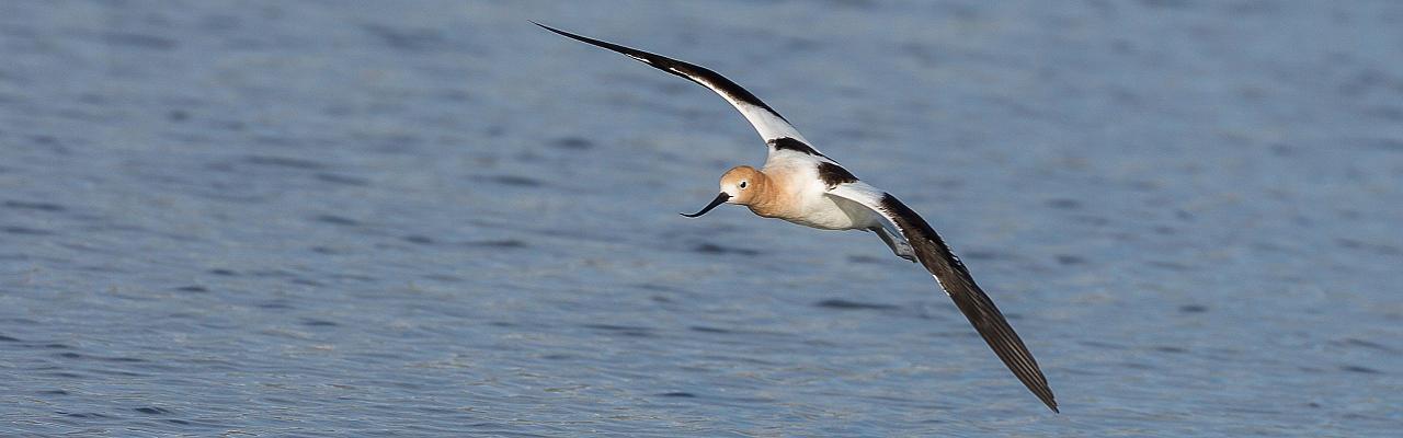 American Avocet, Big Bend National Park, Birding Big Bend, Bird Watching, United States, North American Birds, Naturalist Journeys, Wildlife Tour, Wildlife Photography, Ecotourism, Specialty Birds, Endemic Birds, Birding Hotspot