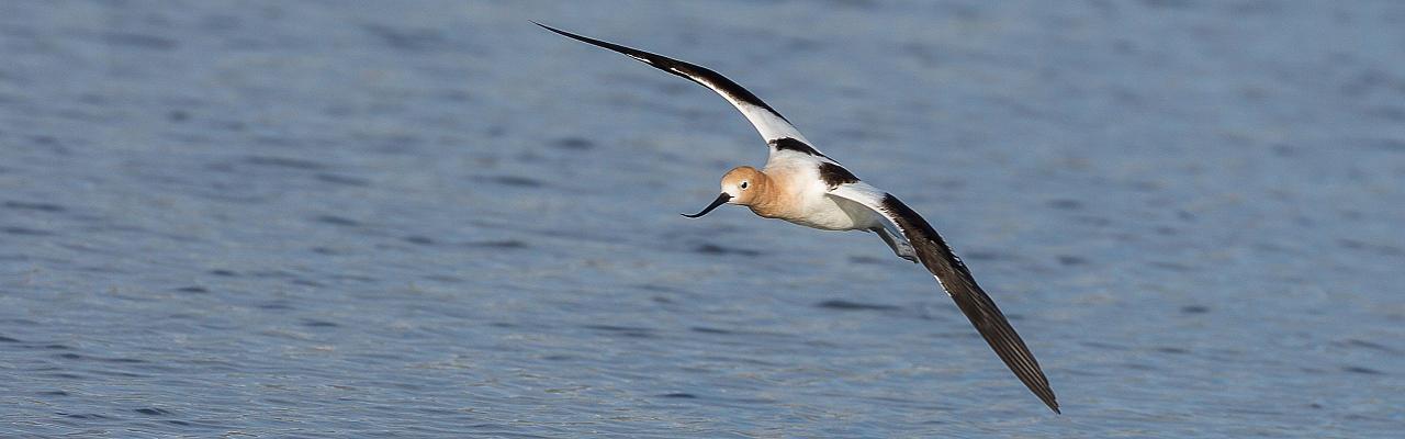 American Avocet, Big Bend National Park, Birding Big Bend, Bird Watching, United States, North American Birds, Naturalist Journeys, Wildlife Tour, Wildlife Photography, Ecotourism, Specialty Birds, Endemic Birds, Birding Hotspot