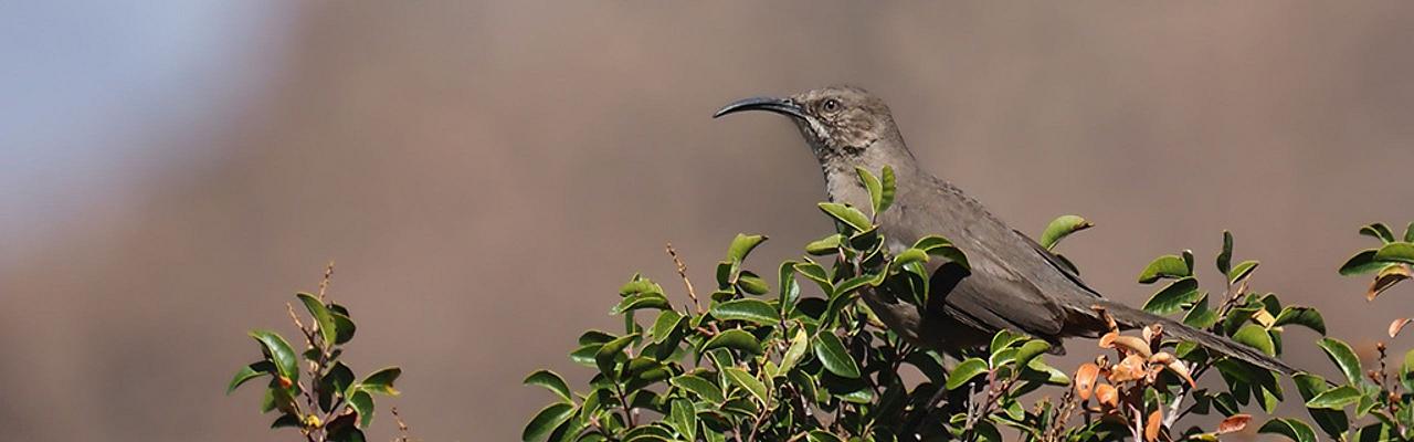 Curve-billed Thrasher, Big Bend National Park, Birding Big Bend, Bird Watching, United States, North American Birds, Naturalist Journeys, Wildlife Tour, Wildlife Photography, Ecotourism, Specialty Birds, Endemic Birds, Birding Hotspot