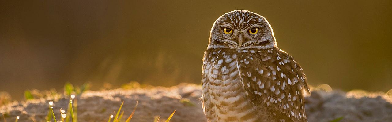 Burrowing Owl, Big Bend National Park, Birding Big Bend, Bird Watching, United States, North American Birds, Naturalist Journeys, Wildlife Tour, Wildlife Photography, Ecotourism, Specialty Birds, Endemic Birds, Birding Hotspot